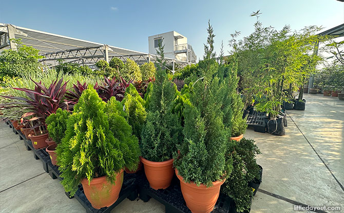 Sky Garden: Outdoor Gardening