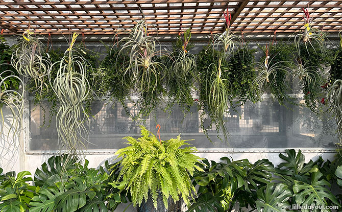 Far East Flora HQ At Clementi Road: A Plant Paradise - Little Day Out