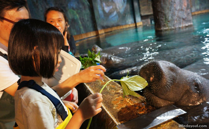 The little one feeding sweet potato leaves to a very well-mannered manatee.