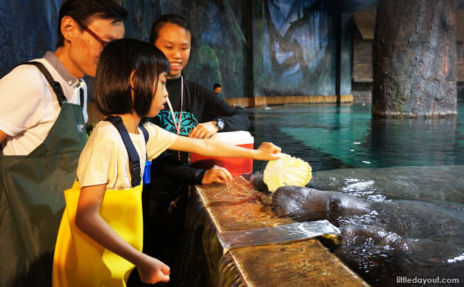 The little one following the instruction to show the food to the manatee first, before putting it into its mouth.