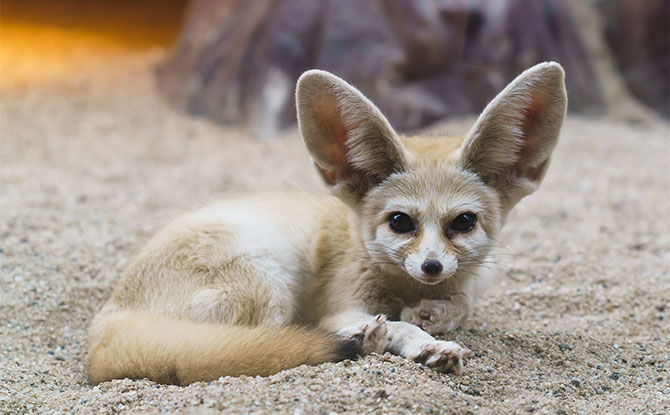 Fennec Fox