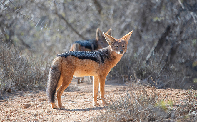 Fox Facts For Kids: Fennec fox