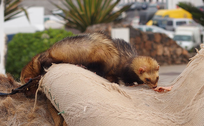 Ferret