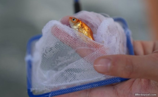 Family Day Out at Fish @ Woodleigh: Kampung Fishing, Prawning & More 3 Fish are for some reason easy to catch