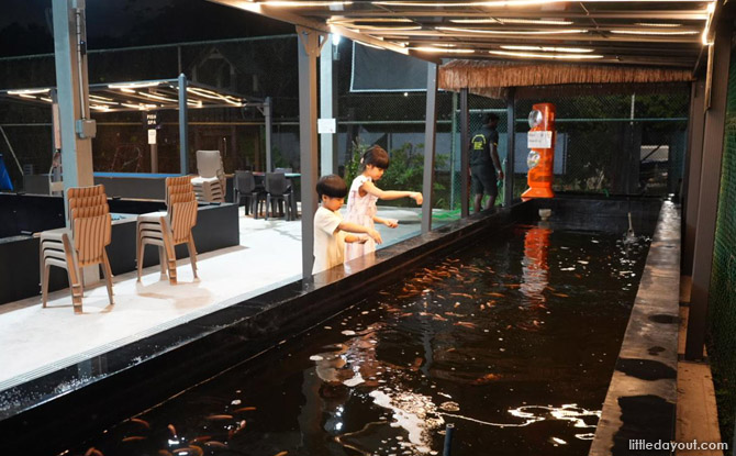 Family Day Out at Fish @ Woodleigh: Kampung Fishing, Prawning & More 11 Fish feeding