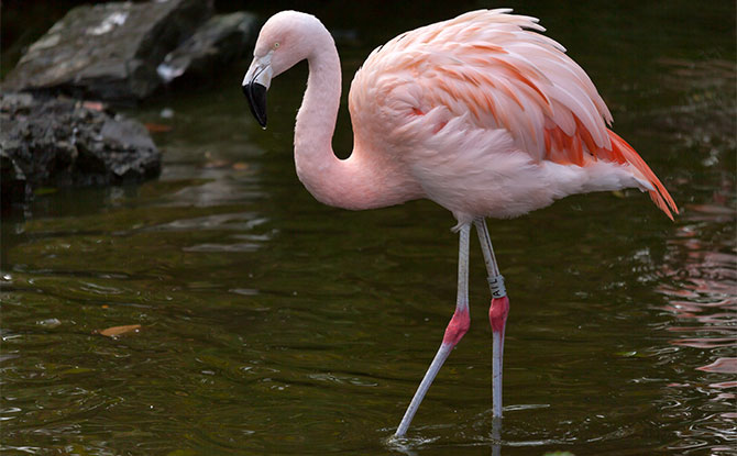 Flamingo