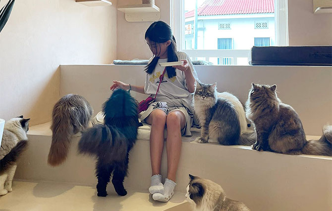 Fluffydolls Catfe