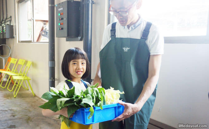 The little one with the fresh cabbage, bak choy, sweet potato leaves and carrots that are to be fed to the manatees.