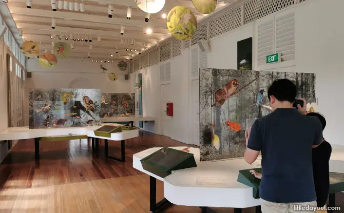 Forest Discovery Centre: Learning About Singapore's Biodiversity