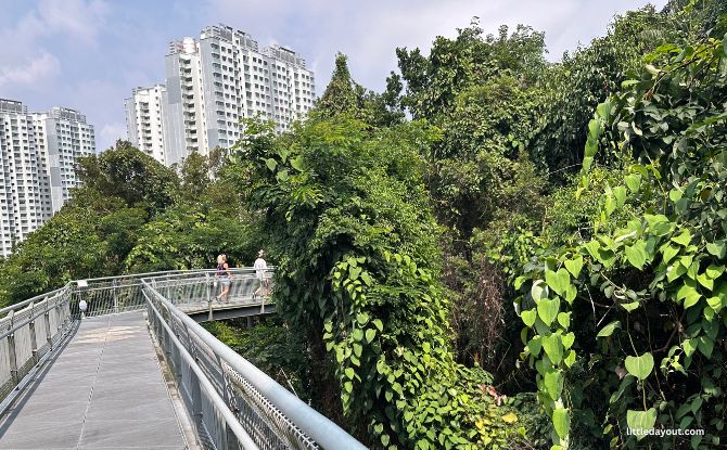 Things To Do This Weekend In Singapore: 22 To 23 August 2026 3 Forest Walk - elevated platform