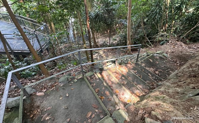 Forest Walk, Alexandra Arch, And The REAL Forest Walk 11 Stairs to the Earth Path