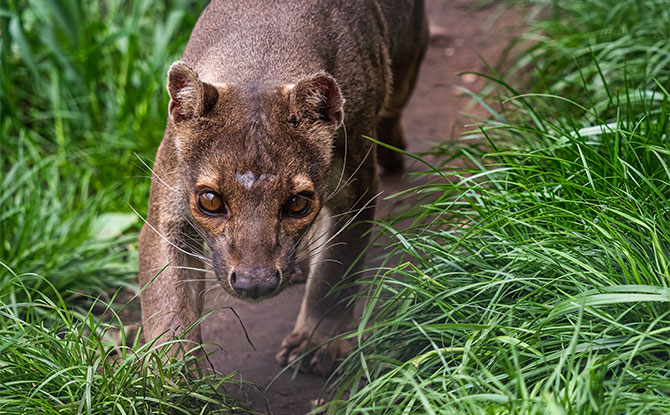 Fossa