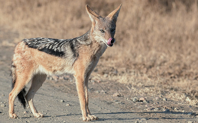 Fox Facts For Kids: Fox licking its snout