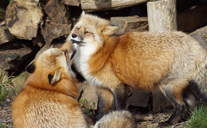Fox Facts For Kids: Pack of foxes