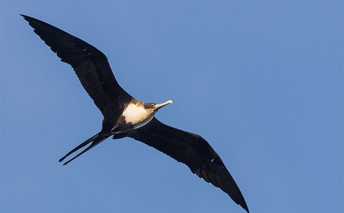 Frigatebird