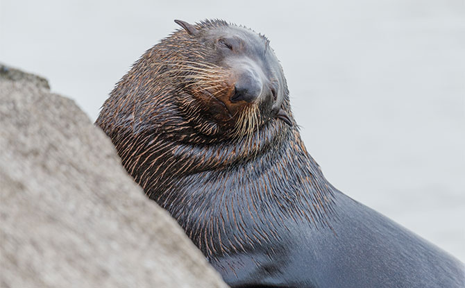 Fur Seal