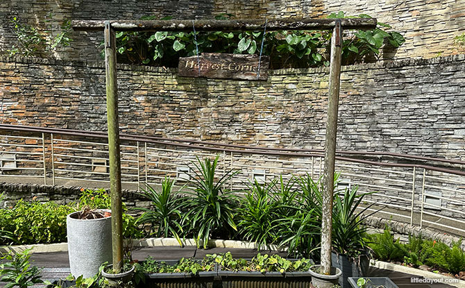 Fusion Spoon, Singapore Botanic Gardens: Family-Friendly Dining With Playground At Tanglin Gate 7 miniature garden