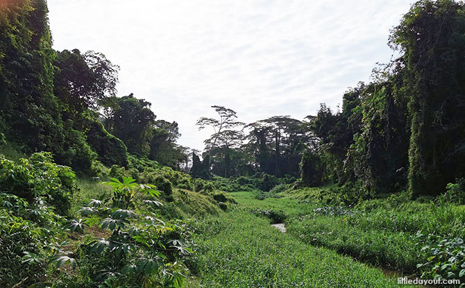 Clementi Forest