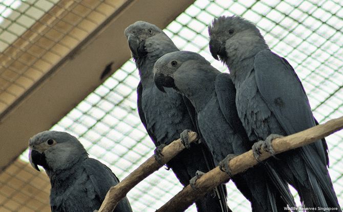 The Spix's macaw is the smallest species in the blue macaw family and distinguished by it grey-blue plumage.