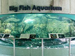 Little Stories: Big Fish Aquarium At Gardens By The Bay