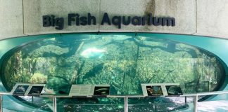 Little Stories: Big Fish Aquarium At Gardens By The Bay