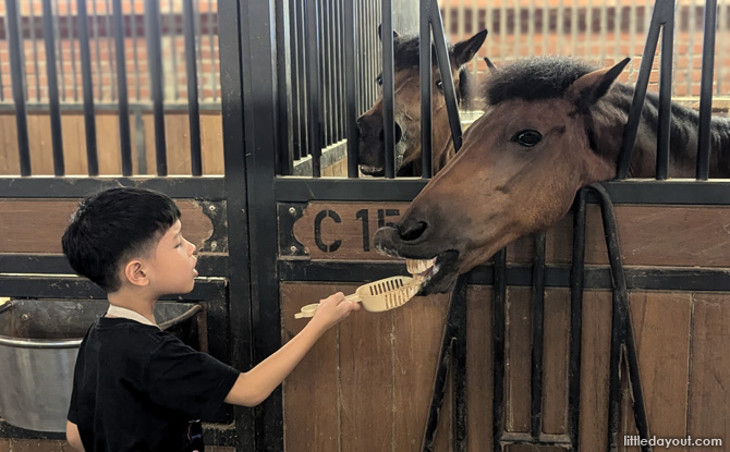 Stable visit and pony feeding