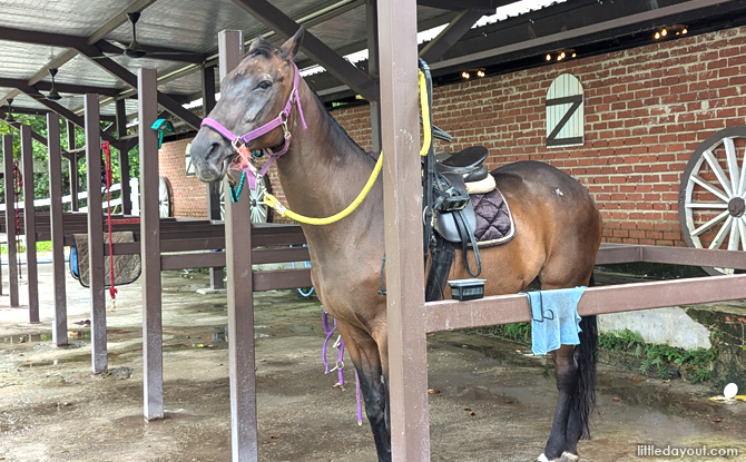 Gallop.sg at Sembawang: Pony joy ride 