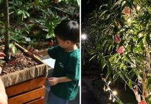 Sign Up For Free Tree Decorating Sessions For Gardens-A-Glow At Singapore Botanic Gardens Sign Up For Free Tree Decorating Sessions For Gardens-A-Glow At Singapore Botanic Gardens