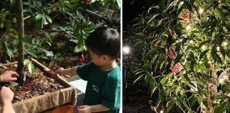 Sign Up For Free Tree Decorating Sessions For Gardens-A-Glow At Singapore Botanic Gardens