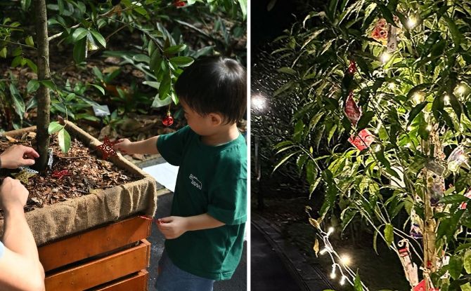 Sign Up For Free Tree Decorating Sessions For Gardens-A-Glow At Singapore Botanic Gardens Sign Up For Free Tree Decorating Sessions For Gardens-A-Glow At Singapore Botanic Gardens
