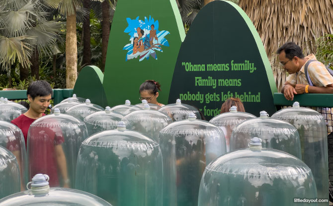 Forest of Belonging