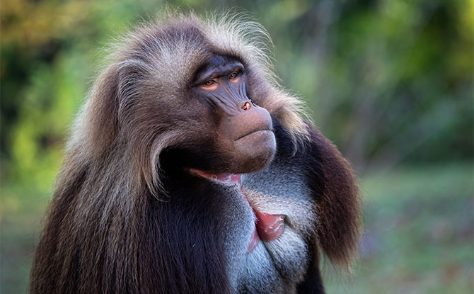 Gelada