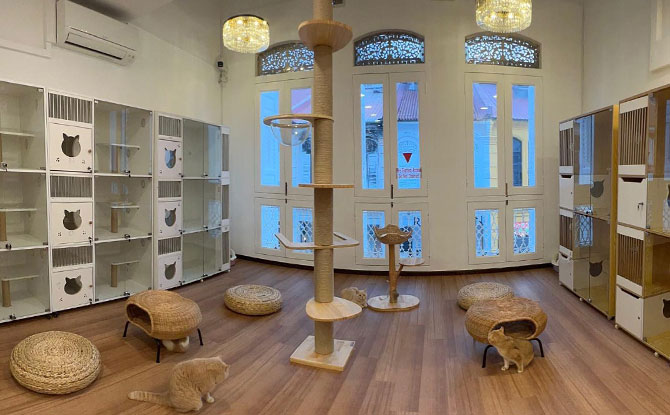 Gem Cat Cafe
