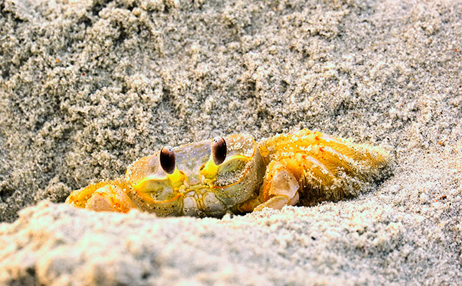 Ghost Crab