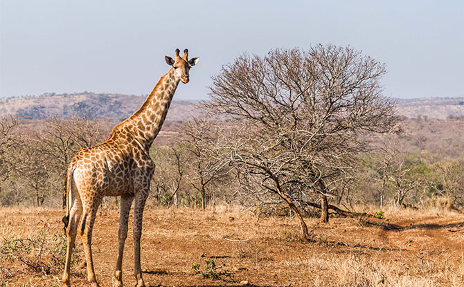 34 Animals Start with G - Giraffe