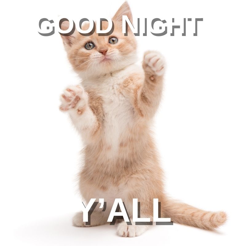 Good night y'all cat
