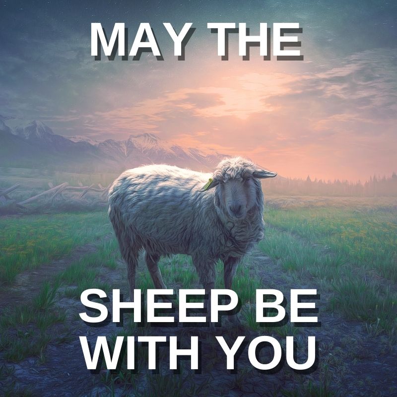 may the sheep