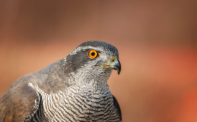 Goshawk