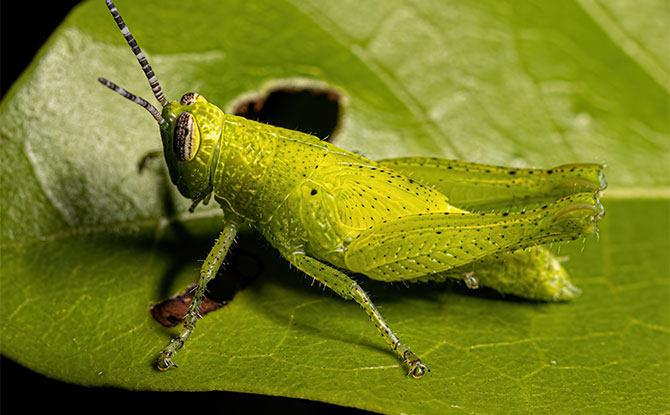 Grasshopper