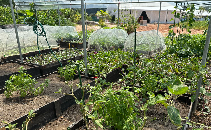 Ground-Up Initiative: Nurturing Connections At The Kampung Kampus 7 Farming plots