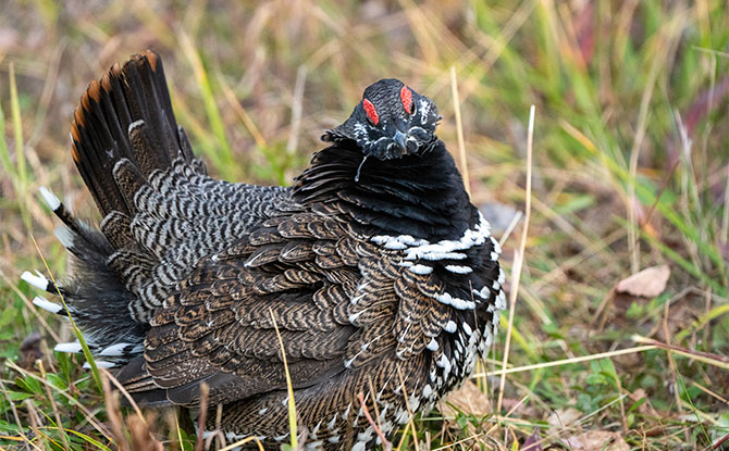 Grouse