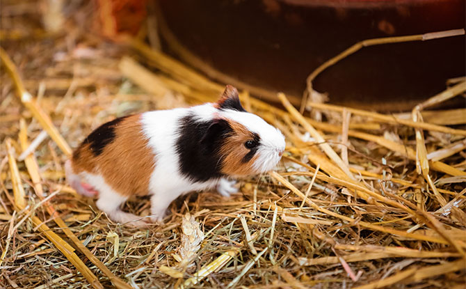 Guinea Pig