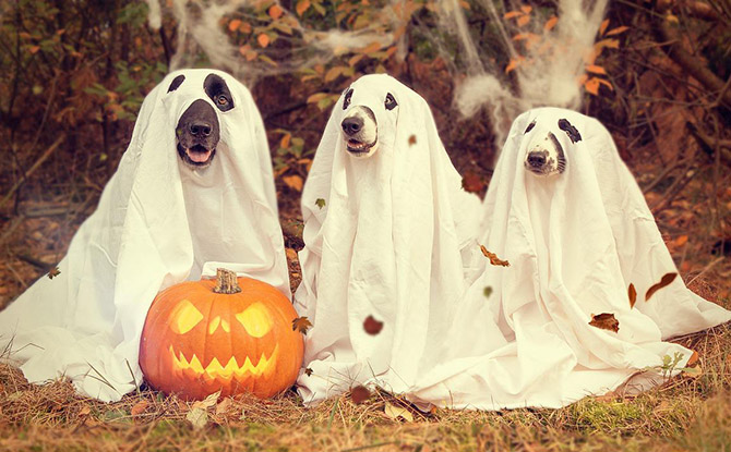 Halloween Puns to Make You Laugh to Your Bones