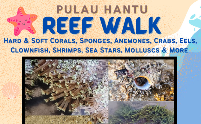 Pulau Hantu Reef Walk