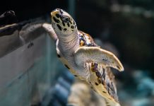 Hawksbill Turtle Hatchlings At Singapore Oceanarium: Headstarting Them To Improve Their Chances Of Survival Hawksbill Turtle Hatchlings At Singapore Oceanarium: Headstarting Them To Improve Their Chances Of Survival