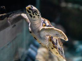 Hawksbill Turtle Hatchlings At Singapore Oceanarium: Headstarting Them To Improve Their Chances Of Survival
