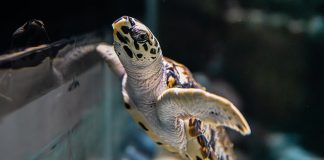 Hawksbill Turtle Hatchlings At Singapore Oceanarium: Headstarting Them To Improve Their Chances Of Survival