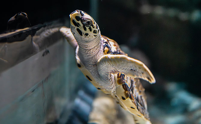 Hawksbill Turtle Hatchlings At Singapore Oceanarium: Headstarting Them To Improve Their Chances Of Survival