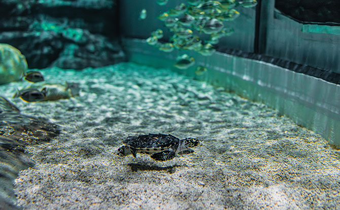 Hawksbill Turtle Hatchlings At Singapore Oceanarium: Headstarting Them To Improve Their Chances Of Survival 3 View the Hawksbill Turtles at the Singapore Oceanarium From 11 May Till They Are Ready to Released Back to the Wild