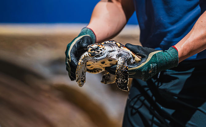 Hawksbill Turtle Hatchlings At Singapore Oceanarium: Headstarting Them To Improve Their Chances Of Survival 1 Hawksbill Turtle Hatchlings Under Care at Singapore Oceanarium